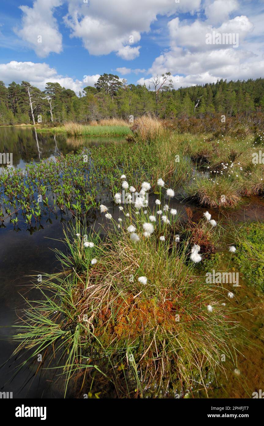 Glen Affric, Coire Loch, Peatbog lochan, habitat de premier choix de la libellule dans la forêt de pins indigènes restante avec de la rigole de coton à queue de lièvres (Eriophorum vaginatum). Banque D'Images