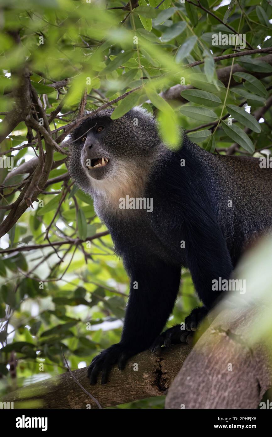 Grand singe bleu sauvage dans un arbre du Parc national d'Arusha, Tanzanie, Afrique Banque D'Images