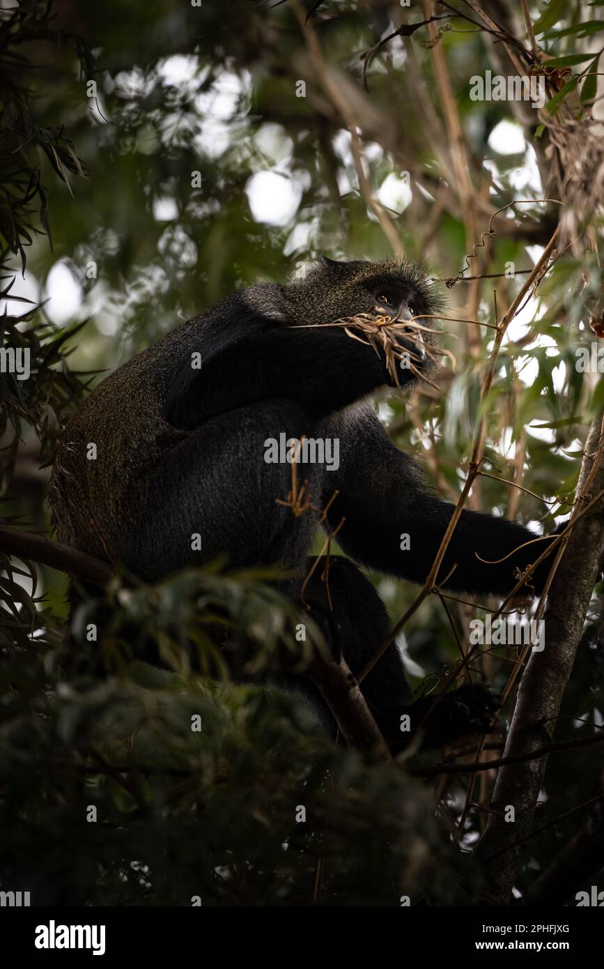 Grand singe bleu sauvage dans un arbre du Parc national d'Arusha, Tanzanie, Afrique Banque D'Images