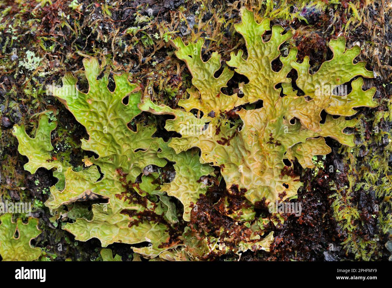 Lungwort Lichen (Lobaria pulmonaria) poussant sur l'aulne mort, Beinn dix-huitième NNR, Kinlochewe, Écosse, mai 2022 Banque D'Images