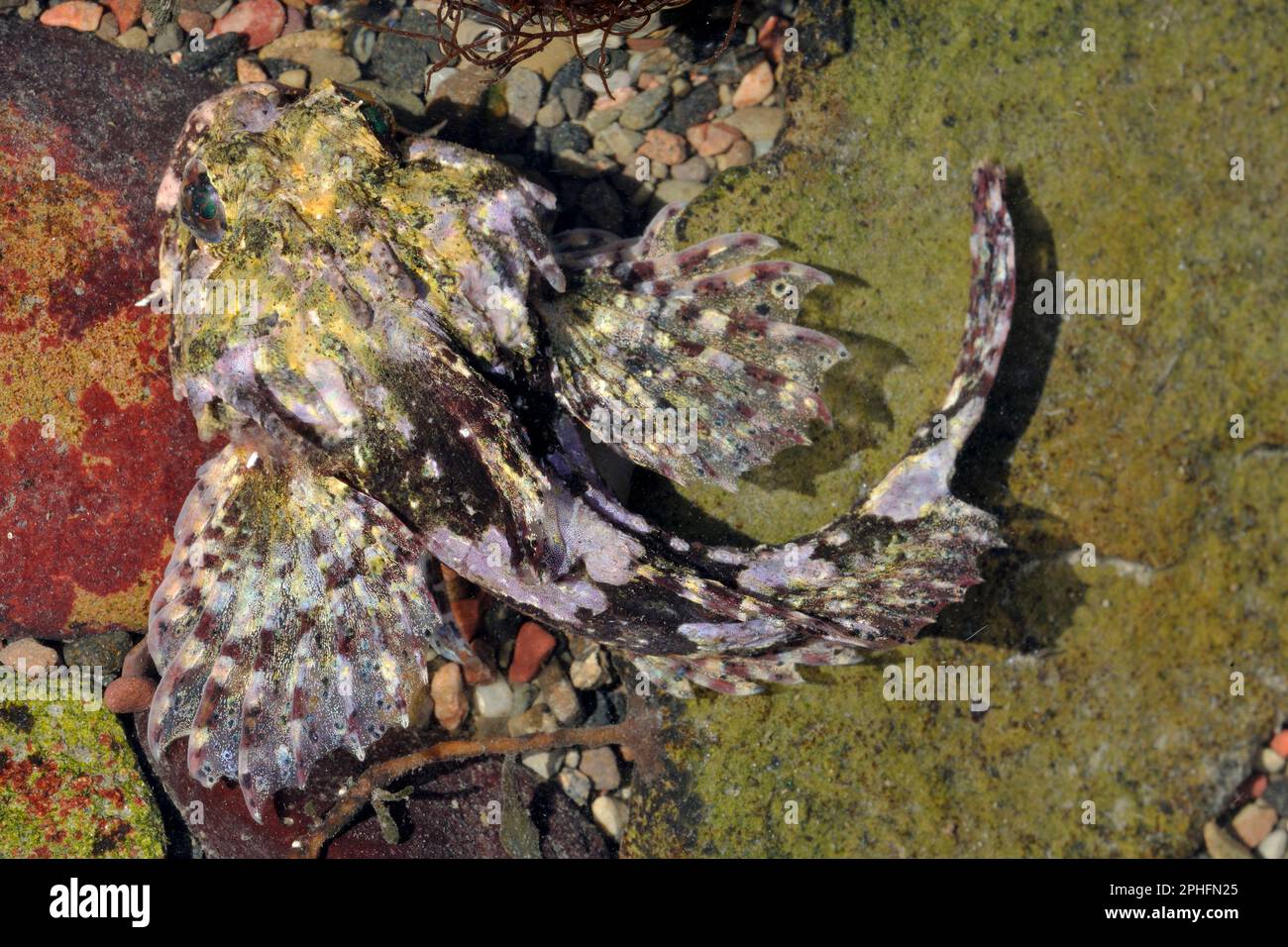 Le scorpion de mer à longues épines (Taurulus bubalis) se trouve dans un bassin de rockpool peu profond. Banque D'Images