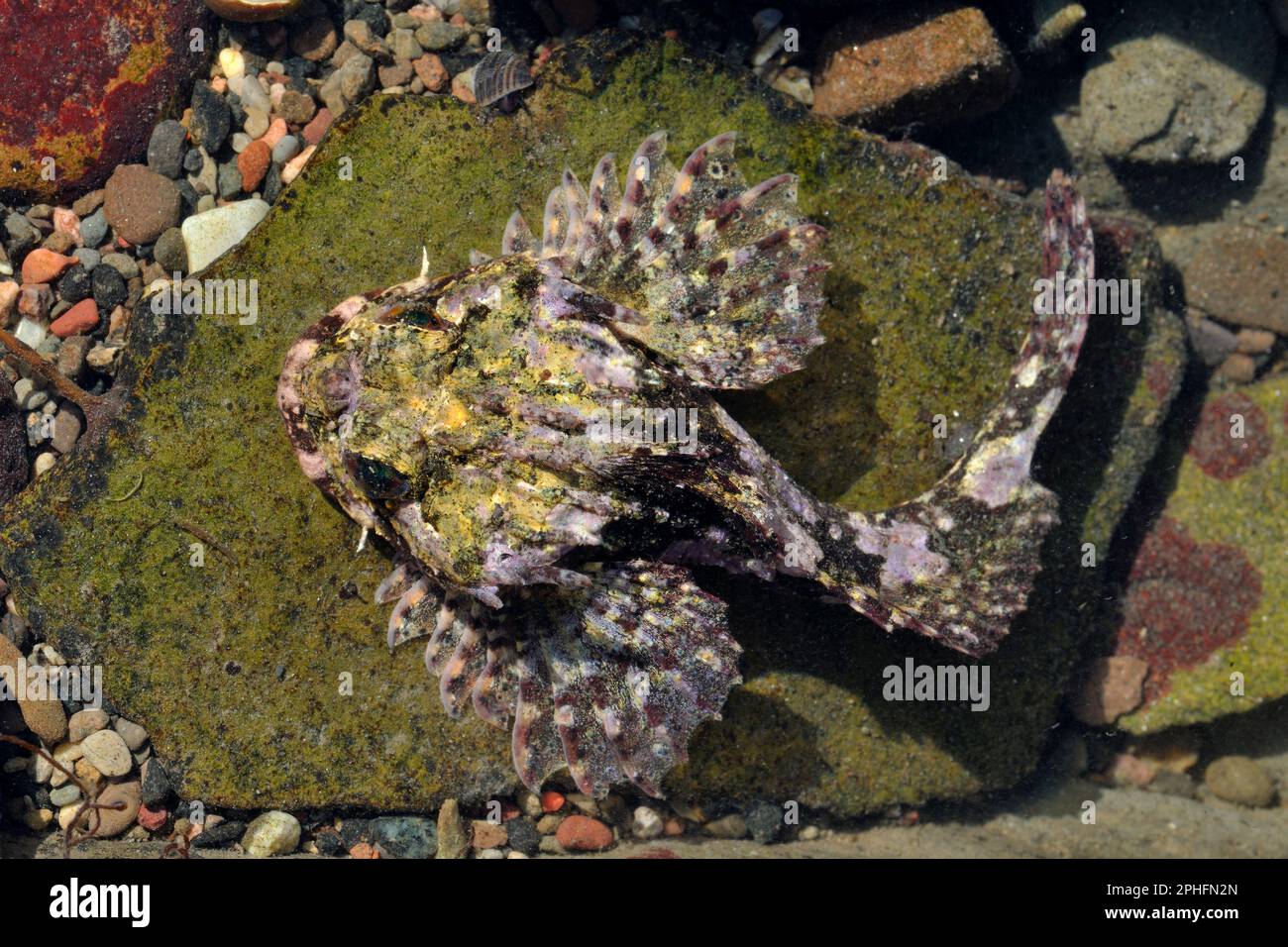 Le scorpion de mer à longues épines (Taurulus bubalis) se trouve dans un bassin de rockpool peu profond. Banque D'Images