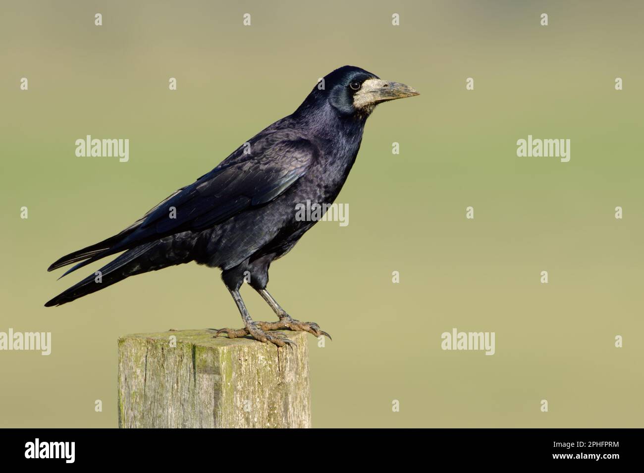 plumage bleu chatoyant... Rook ( Corvus frugilegus ) perché sur un poste de clôture. Banque D'Images