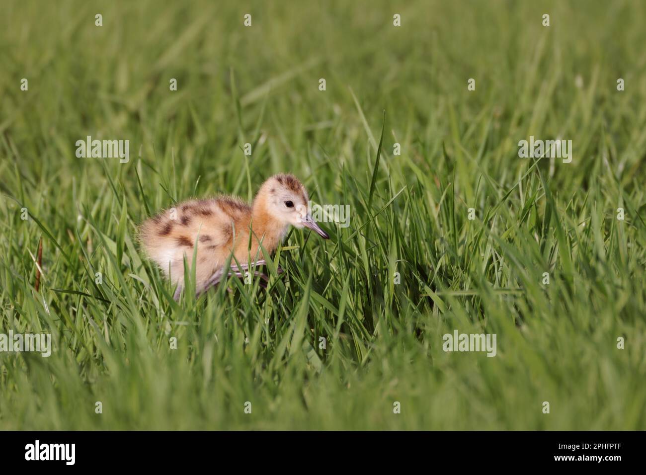 très petit... Godoul à queue noire ( Limosa limosa ), poussins en herbe haute, présocial Banque D'Images