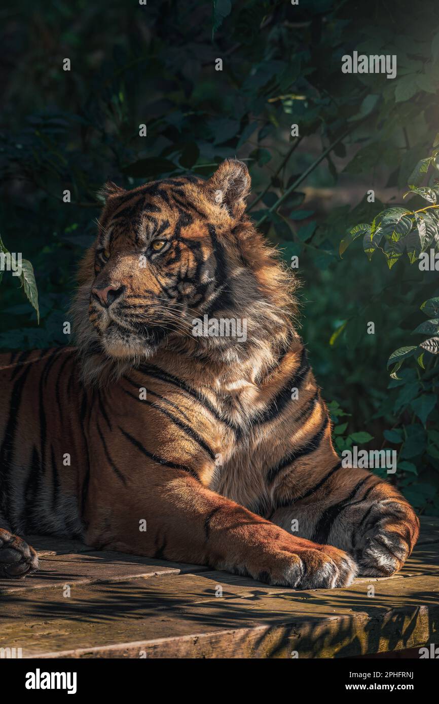 Regarde stoïc. Dudley, Royaume-Uni : DES IMAGES ÉPOUSTOUFLANTES montrent Joao le tigre de près lorsqu'il rit à l'appareil photo. Une image montre le tigre qui se enroule vers le haut de ses lèvres Banque D'Images