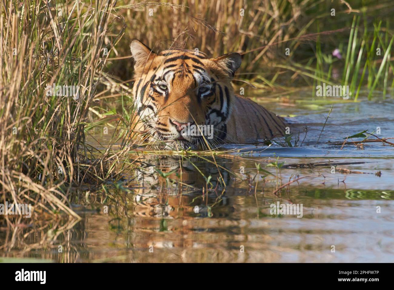 Un énorme tigre sauvage se rafraîchit dans un lac, à la réserve de tigres de Tadoba, en Inde. Les températures après la mousson peuvent encore atteindre 35 degrés celcius, et unli Banque D'Images