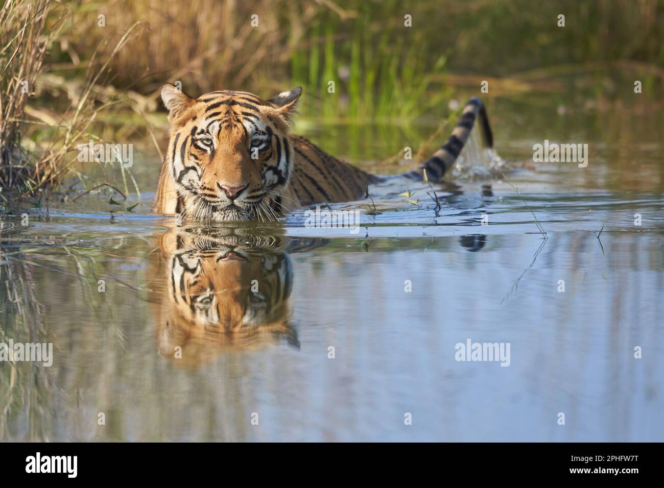 Un énorme tigre sauvage se rafraîchit dans un lac, à la réserve de tigres de Tadoba, en Inde. Les températures après la mousson peuvent encore atteindre 35 degrés celcius, et unli Banque D'Images