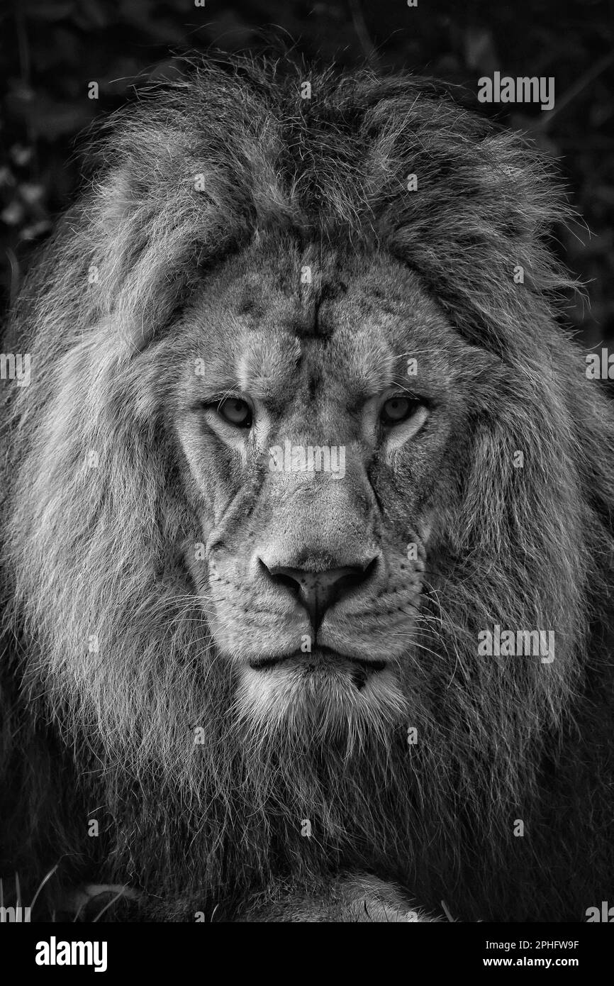 Photo verticale d'un majestueux lion assis en regardant la caméra Banque D'Images