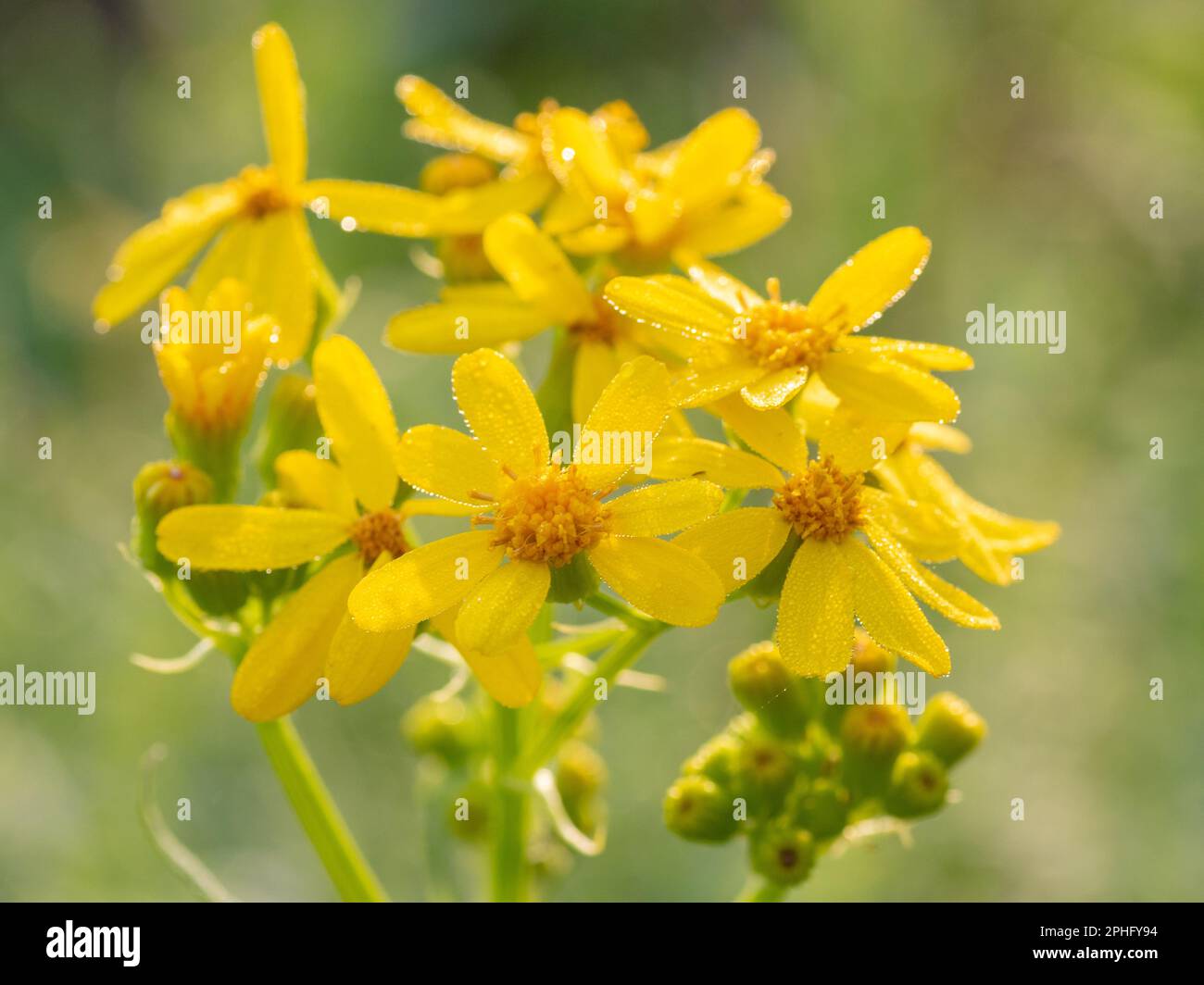 La lumière du soleil glinting sur les fleurs recouvertes de rosée de l'arachide du Texas. Banque D'Images