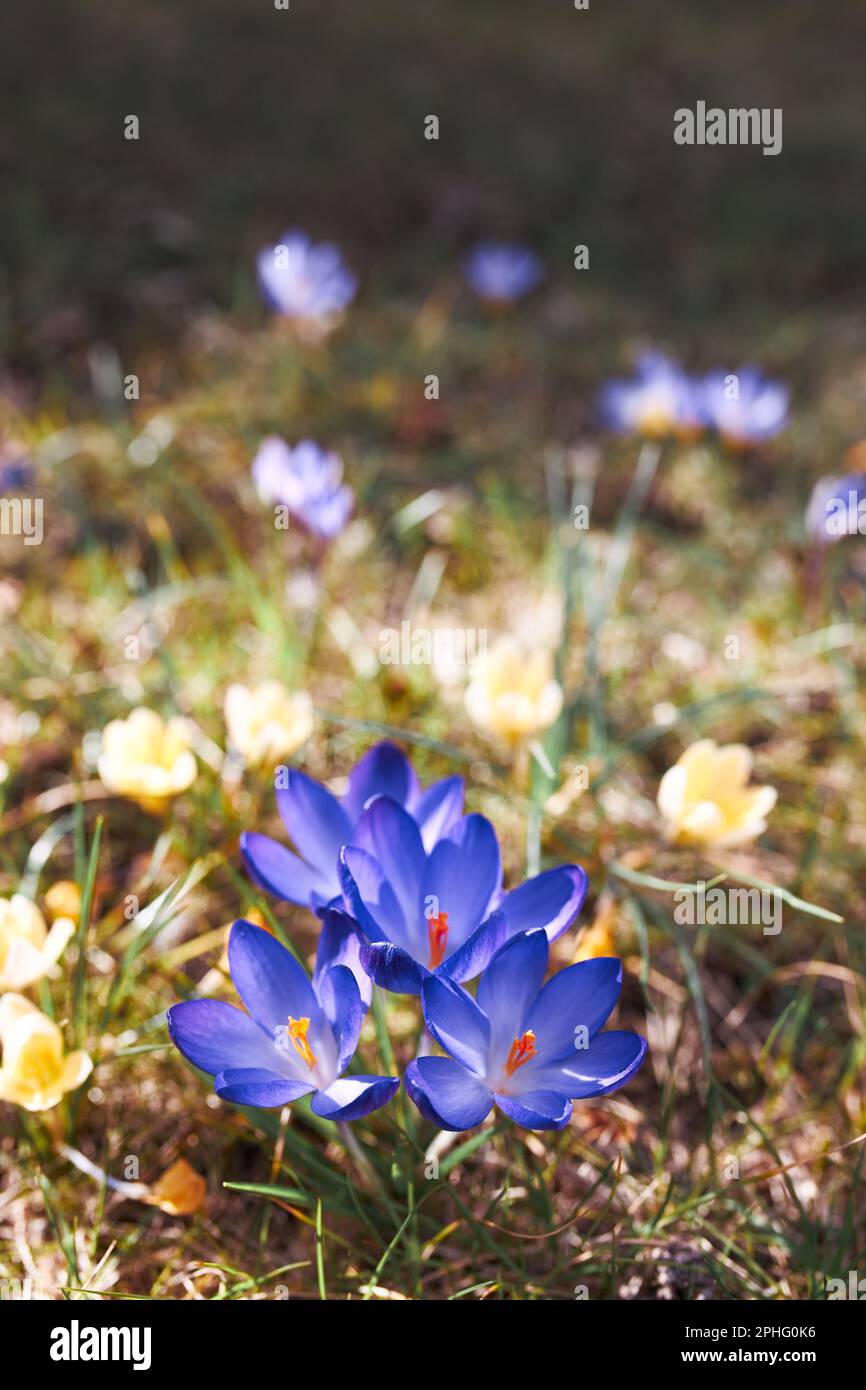 Crocuses fleurs sauvages qui fleurit au début de l'éveil du printemps Banque D'Images
