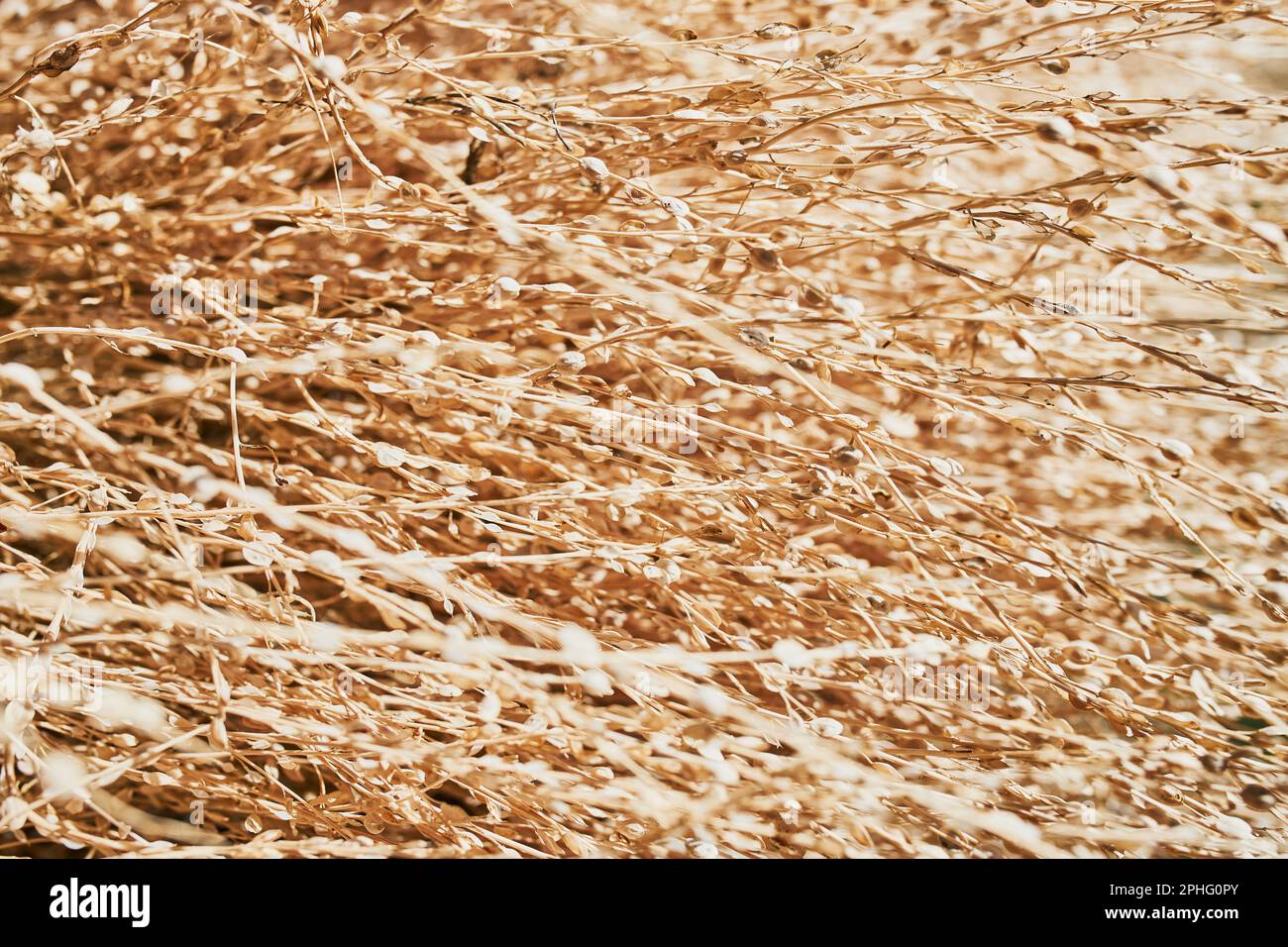 Lin battu sec. Fond naturel de plantes doré Banque D'Images
