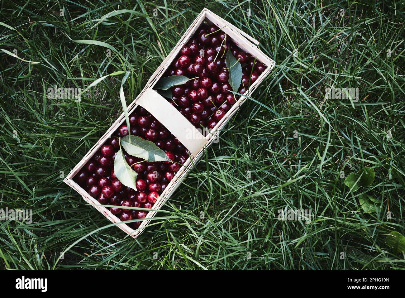 Cerises mûres dans un panier en bois sur l'herbe. Contenant plein de fruits. Vue de dessus avec espace de copie Banque D'Images