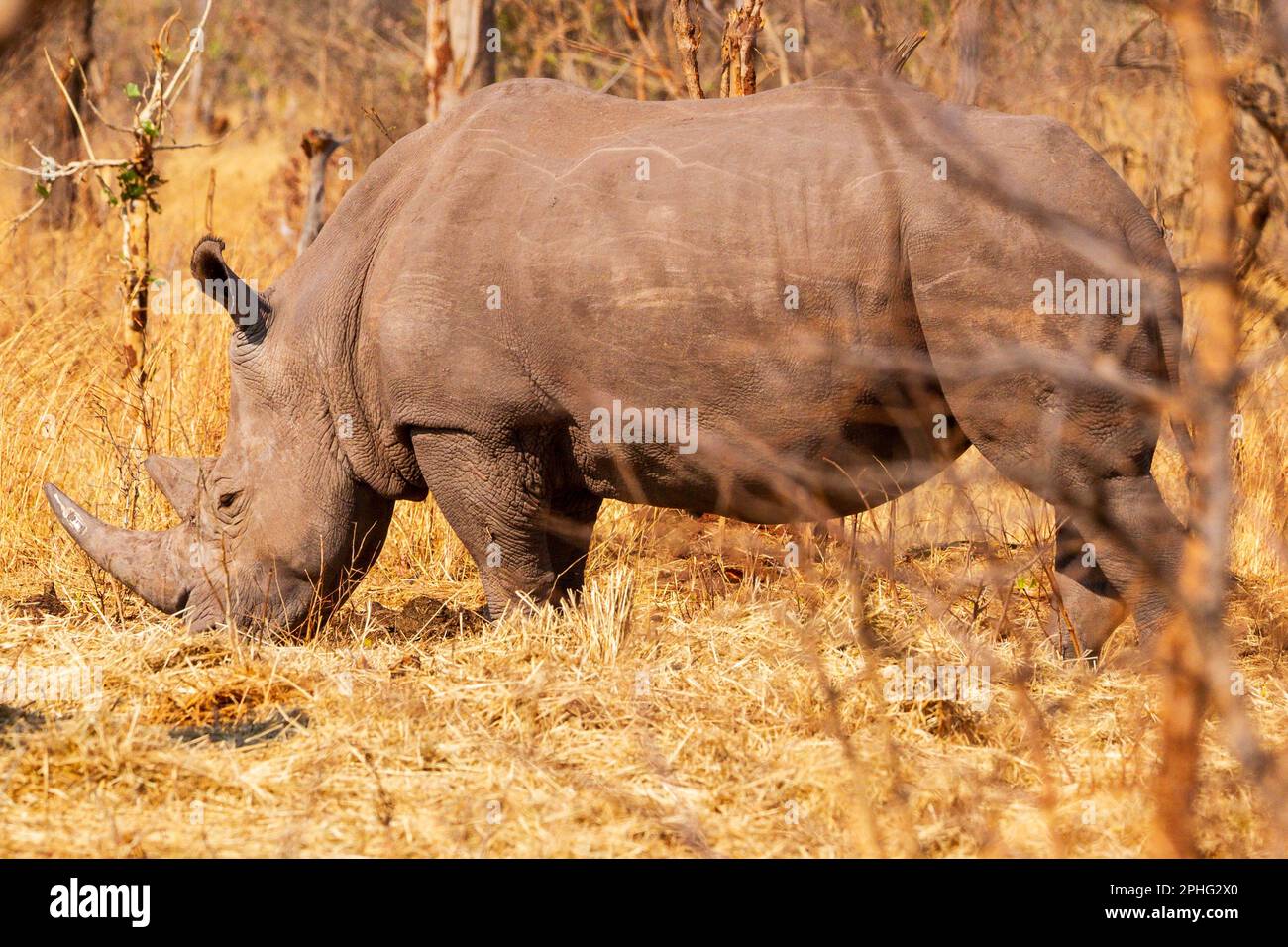Rhinocéros blancs se nourrissant pendant une saison sèche prolongée dans le parc national de Mosi-oa-Tunya, en Zambie Banque D'Images