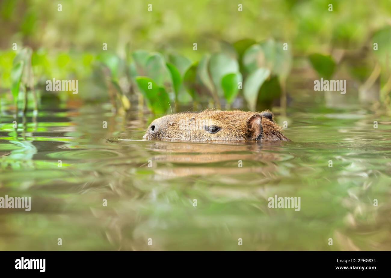 Nage de capybara dans une rivière, Pantanal du Sud, Brésil. Banque D'Images