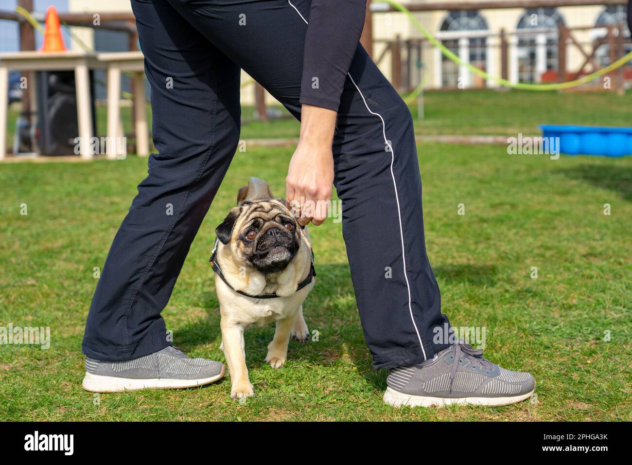 femme entraîneur enseignant un mops chien pug lui montrant ce qu'il faut faire dans une école de chien . Banque D'Images