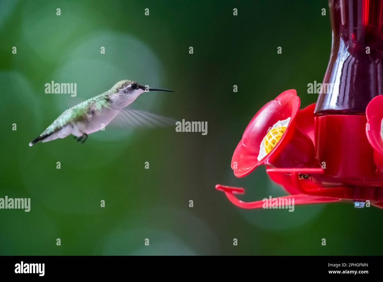 Femelle à gorge rubis, colibri, Archilochus colubris, au cordonnier et au chèvrefeuille. Banque D'Images