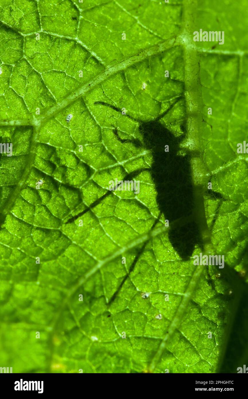 Silhouette d'Un longicorne noir et jaune ou tacheté, Rutpela maculata, Through A Leaf, New Forest England, Royaume-Uni Banque D'Images