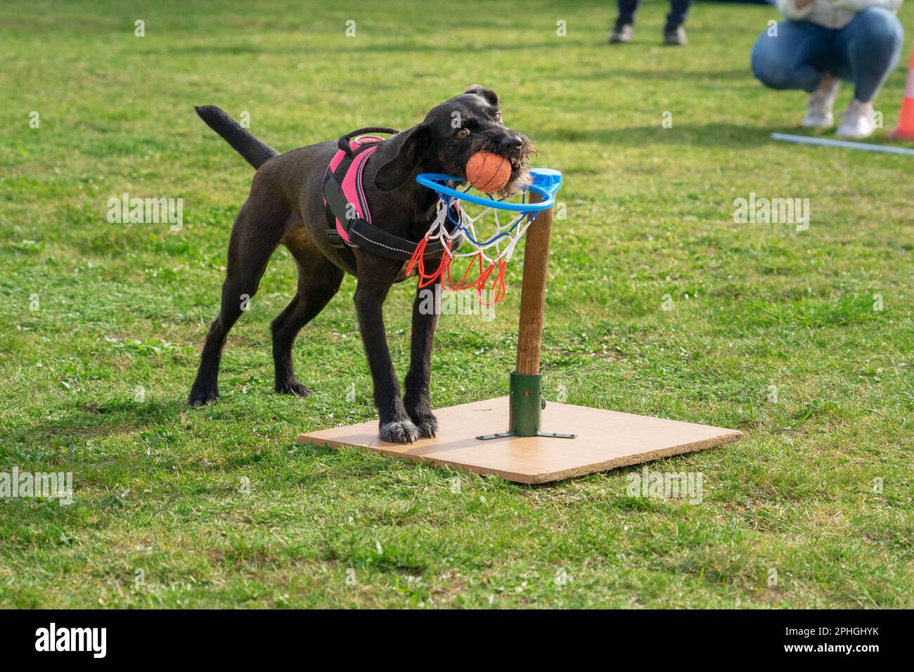 score smart dog avec basket-ball sur le spectacle d'adog . Banque D'Images