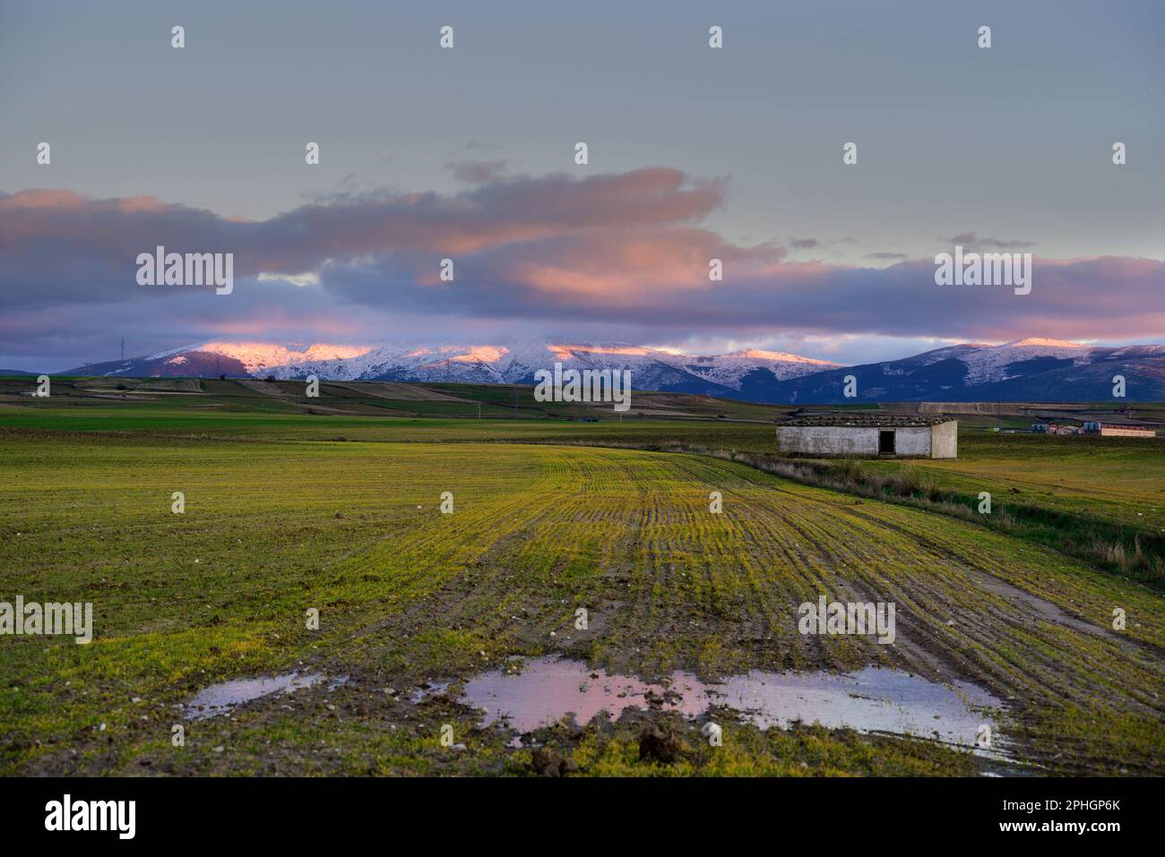 Récolte engorée après les pluies d'hiver à Abades, province de Segovia. Banque D'Images