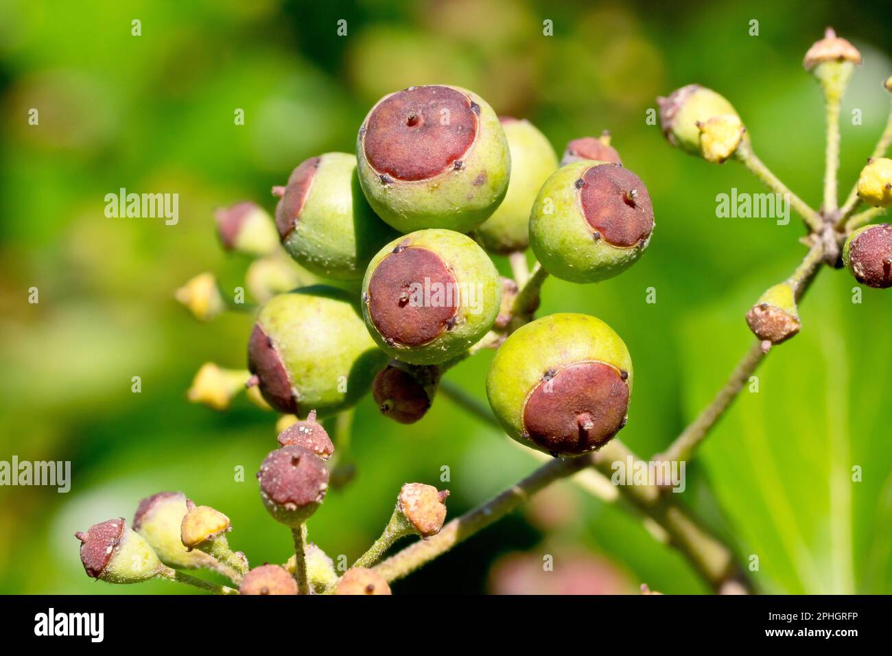 Ivy (hedera Helix), gros plan d'un amas de baies vertes et non mûres produites par l'arbuste grimpant au début du printemps. Banque D'Images