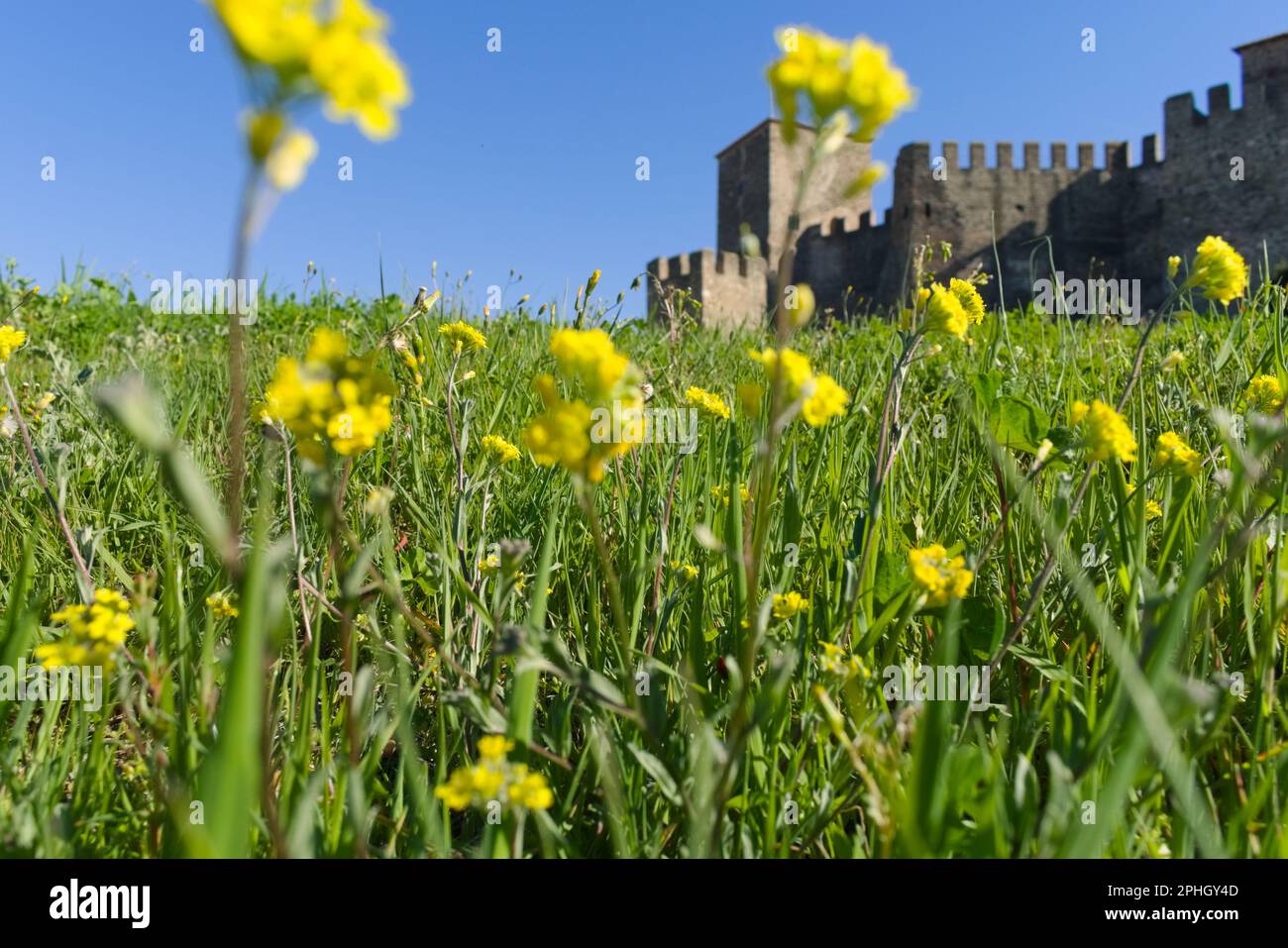 Prairie de fleurs sauvages autour des anciens bâtiments de la forteresse de Thessalonique Banque D'Images