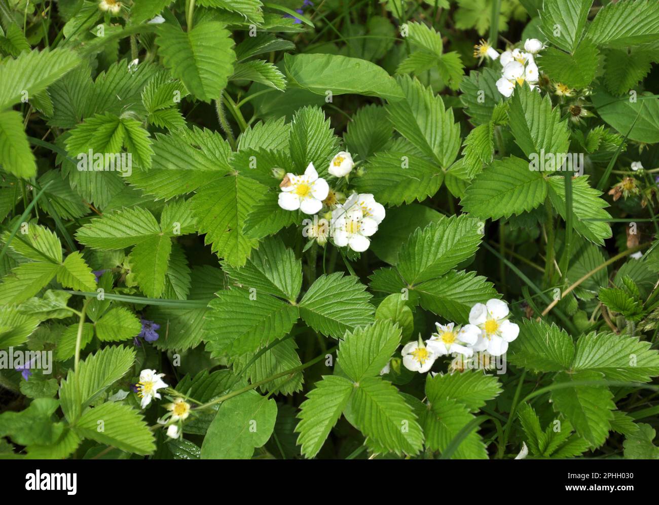 Au printemps, dans le jardin cultive des fraises Banque D'Images