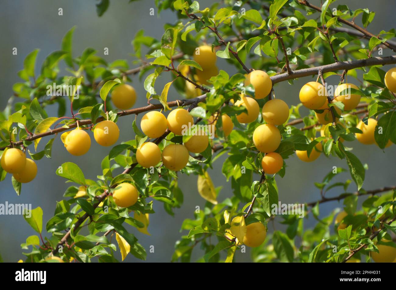 Sur les branches de l'arbre mûrissent les fruits de la cerise-prune (Prunus cerasifera). Banque D'Images