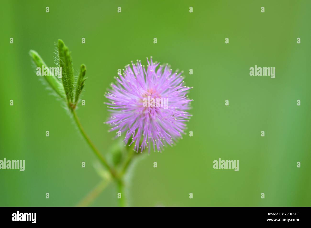 Fleurs célèbres du Bangladesh Banque D'Images