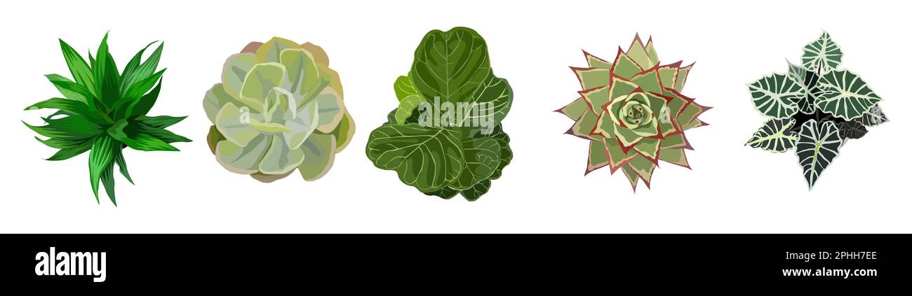 Ensemble de différentes plantes de maison vue de dessus. Illustration de Vecteur