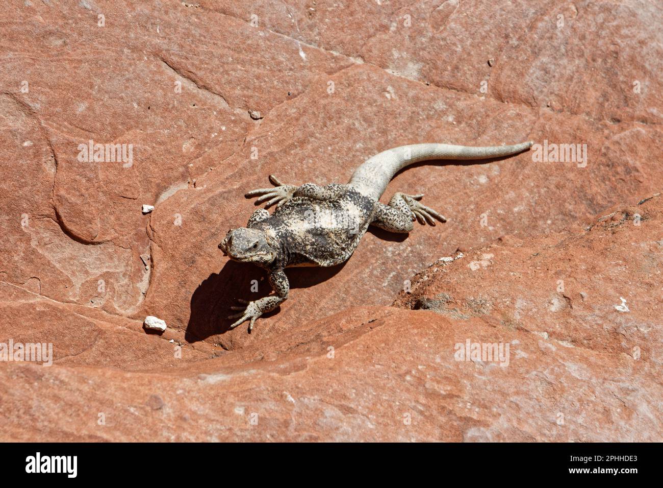 Bains de soleil sur le lézard dans la zone de conservation nationale de Red Rock Canyon, Nevada, États-Unis Banque D'Images