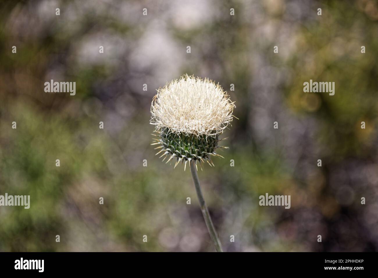 Gros plan d'une usine dans la zone de conservation nationale de Red Rock Canyon, Nevada, États-Unis Banque D'Images