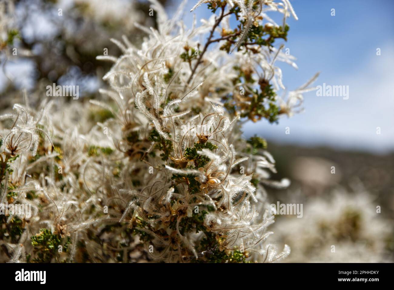 Arbres en fleurs dans la zone de conservation nationale de Red Rock Canyon, Nevada, États-Unis Banque D'Images