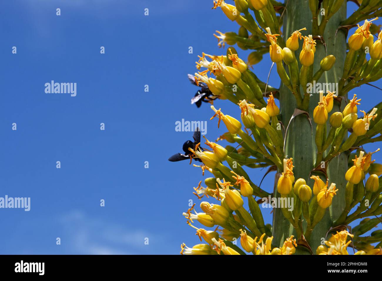 Les abeilles charpentiers californiennes récoltant le nectar d'une tige d'agave en fleurs dans la zone nationale de conservation de Red Rock Canyon, Nevada, États-Unis Banque D'Images