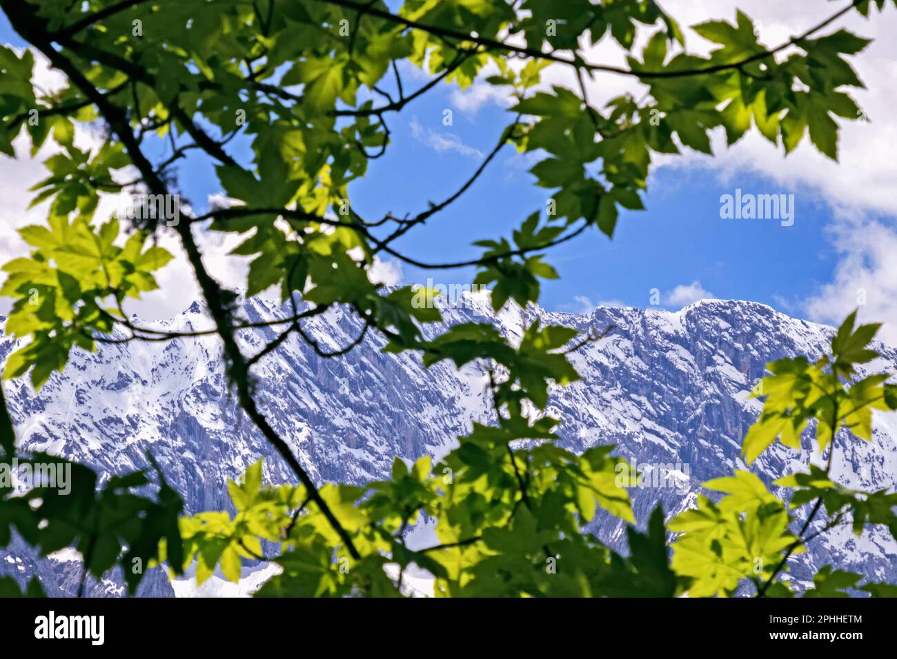 Vue à travers les feuilles d'un arbre jusqu'au massif des montagnes de Wetterstein dans les Alpes bavaroises, en Allemagne Banque D'Images