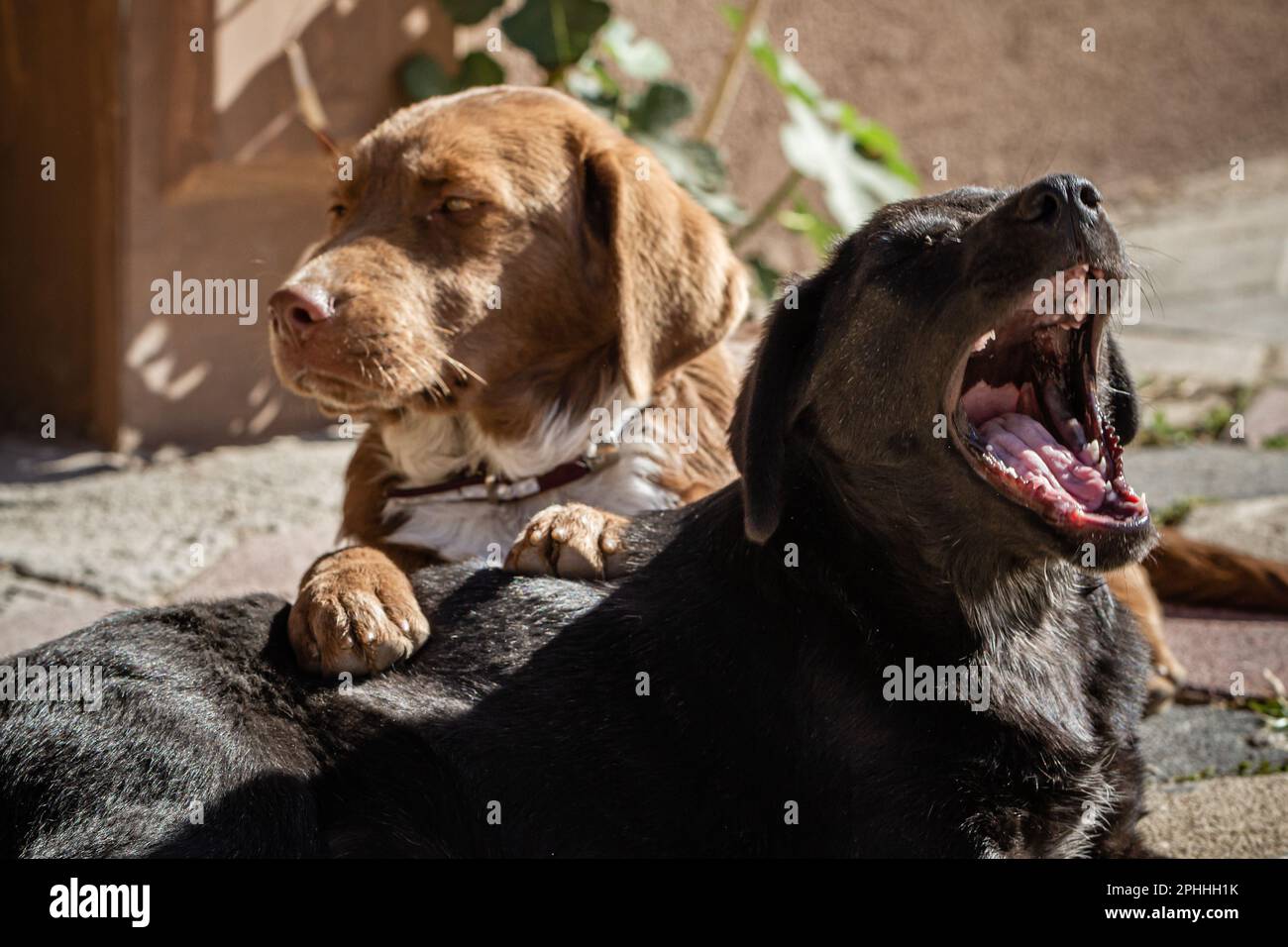 Les chiens errants sont couchés sur la chaussée Banque D'Images
