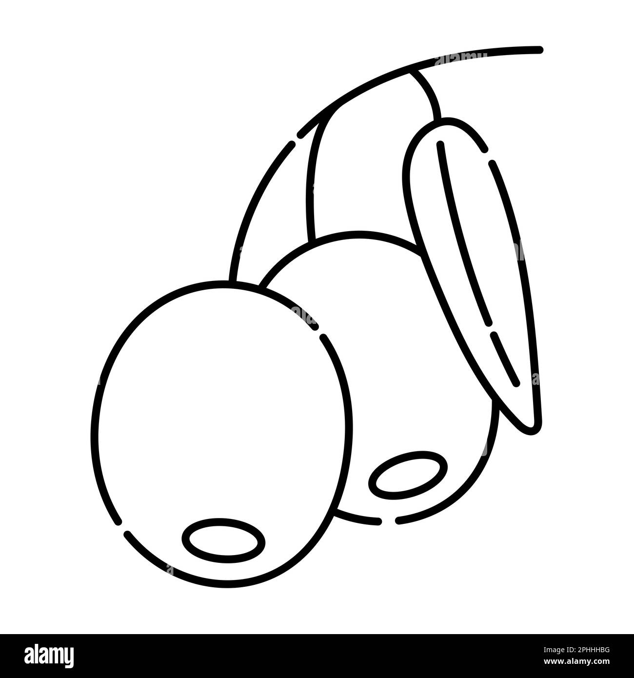 Branche d'olives avec deux fruits, illustration de la ligne vectorielle noire et blanche Illustration de Vecteur