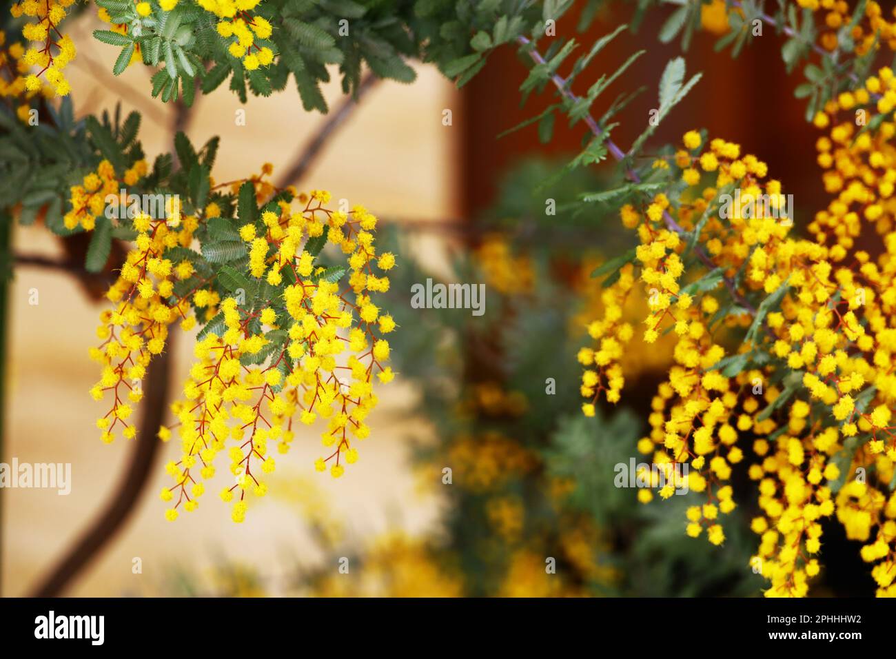 Les fleurs de Mimosa fleurissent dans les rues de printemps Banque D'Images