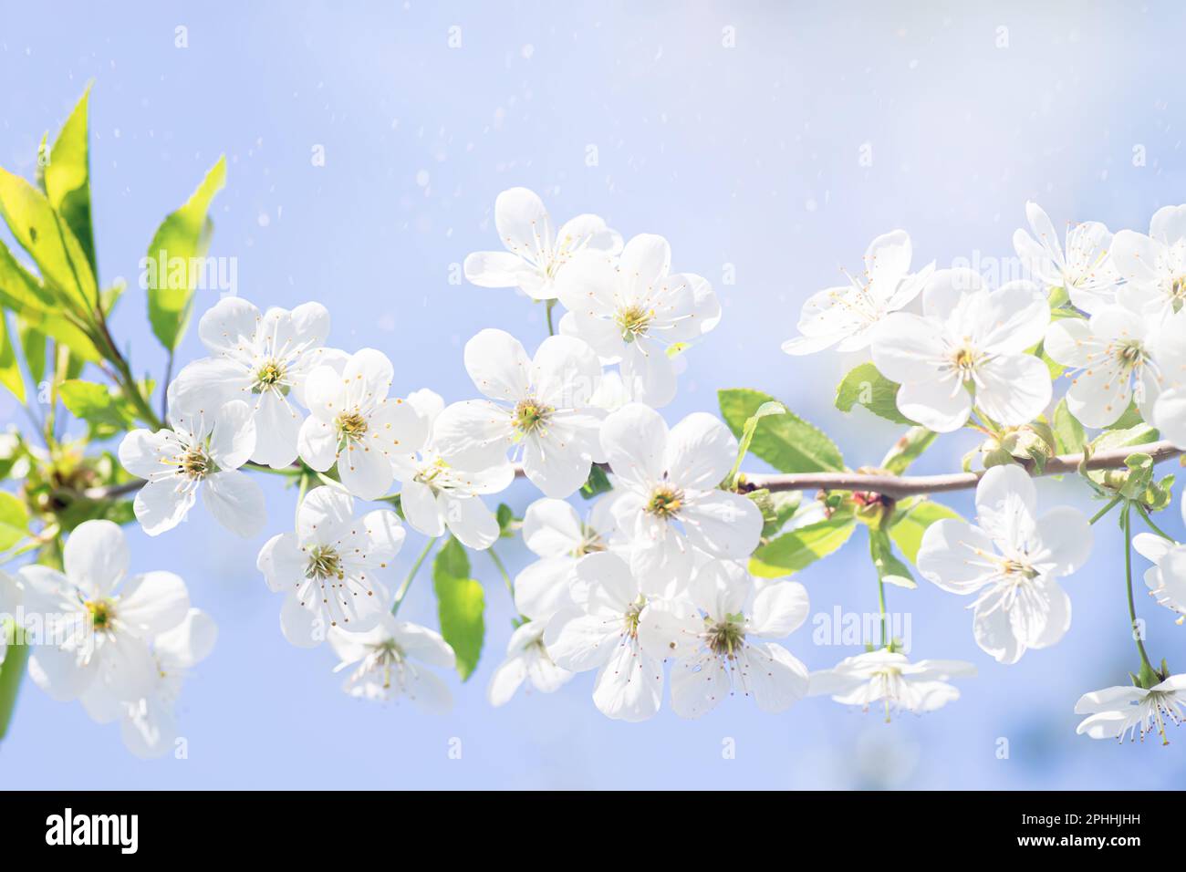 Arrière-plan du ressort. Branche horizontale de cerise avec fleurs blanches sur fond de ciel bleu. Simovl amour et saison de printemps. Carte fraîche et de vie f Banque D'Images
