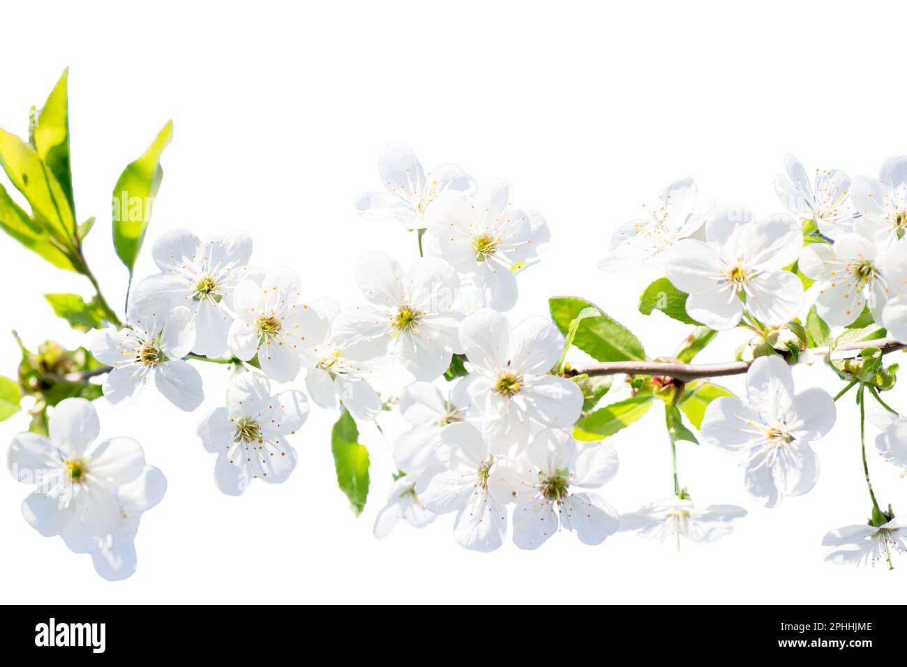 Arrière-plan du ressort. Branche horizontale de cerise avec fleurs blanches sur fond de ciel bleu. Simovl amour et saison de printemps. Carte fraîche et de vie f Banque D'Images