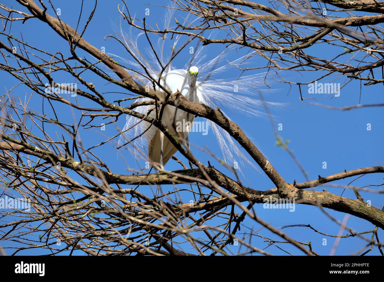 Oiseaux de rivage de St. Augustine, Floride Banque D'Images