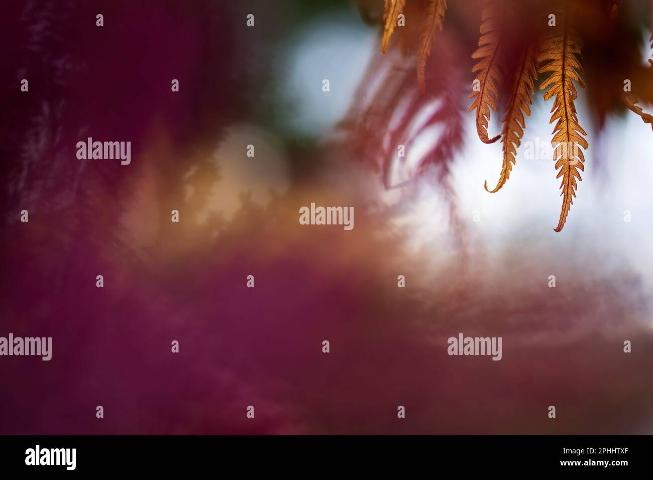 Avec ses feuilles de fougères d'Ostrich, ses couleurs d'automne dans le jardin. Banque D'Images