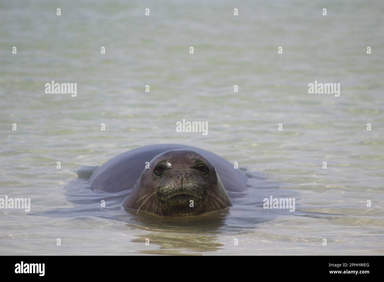 Phoque moine hawaïen en en voie de disparition, âgé de quatre ans, reposant dans une piscine à marée à Kona, Hawai'i Banque D'Images