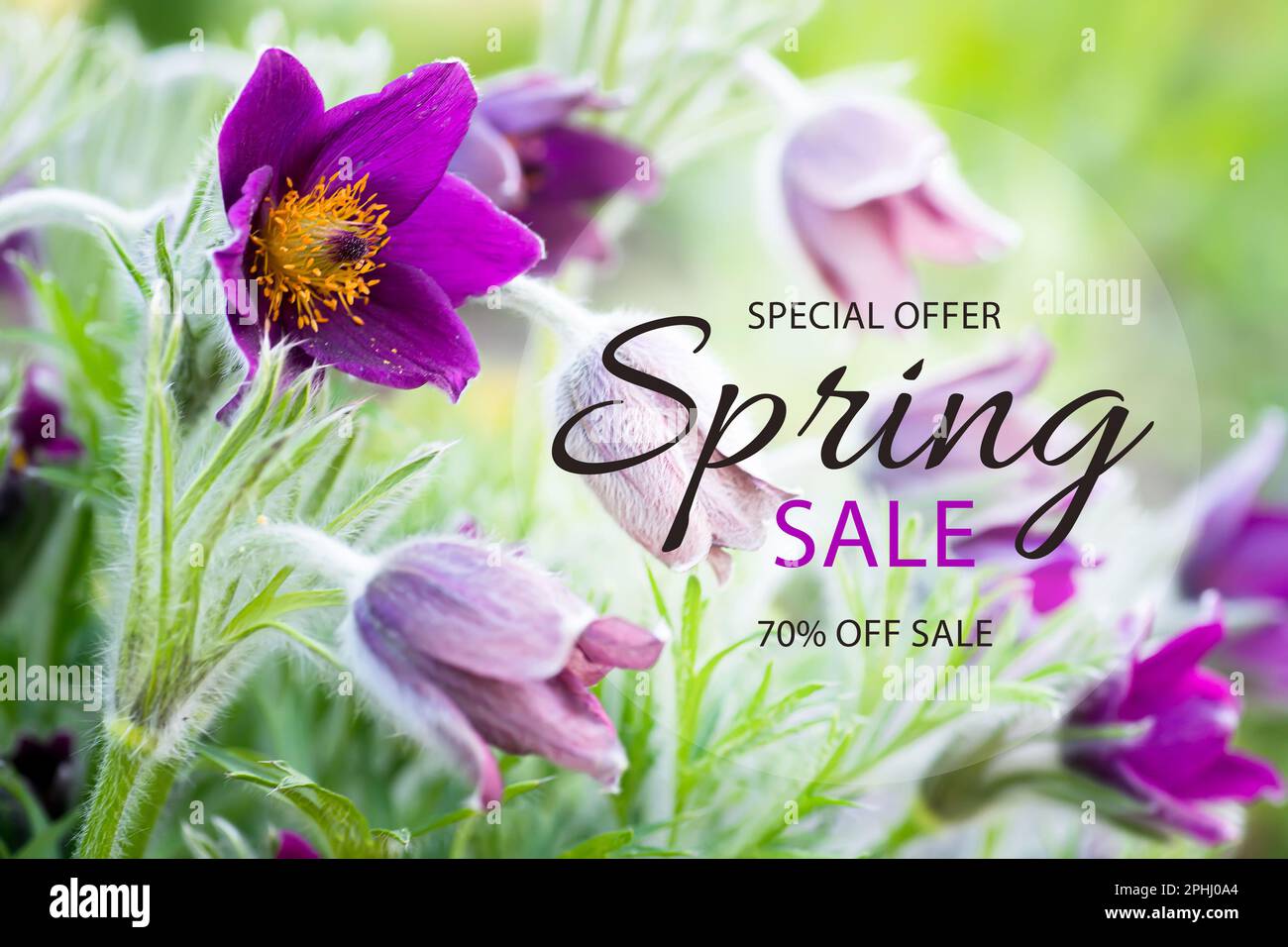 Soldes de printemps. Offre spéciale. 70 arrêt. Patens de Pulsatilla, palets de l'est et fleurs pourpres d'anémone de feuille de coupe couvertes. Fleurs sauvages Puls Banque D'Images