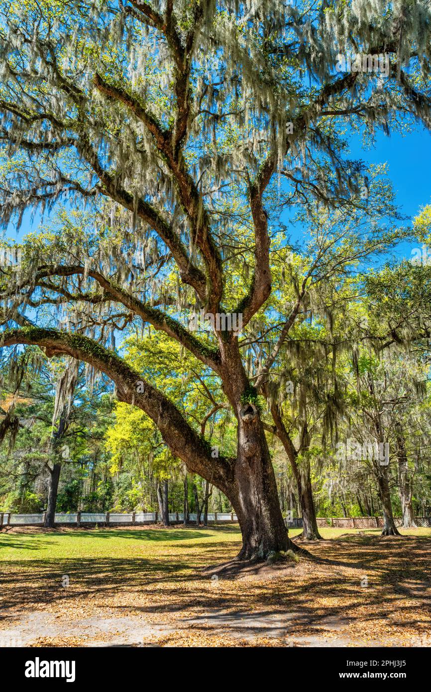 Chêne avec mousse espagnole à Middleton place près de Charleston, Caroline du Sud, États-Unis. Banque D'Images