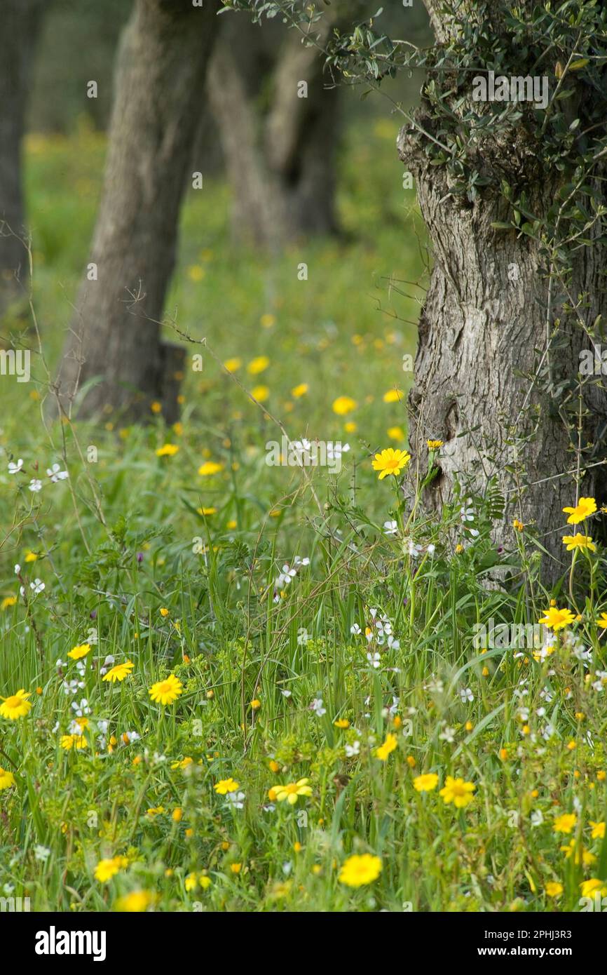 Chrysanthèmes jaunes fleuris dans une oliveraie. Sassari, Sardaigne, Italie Banque D'Images