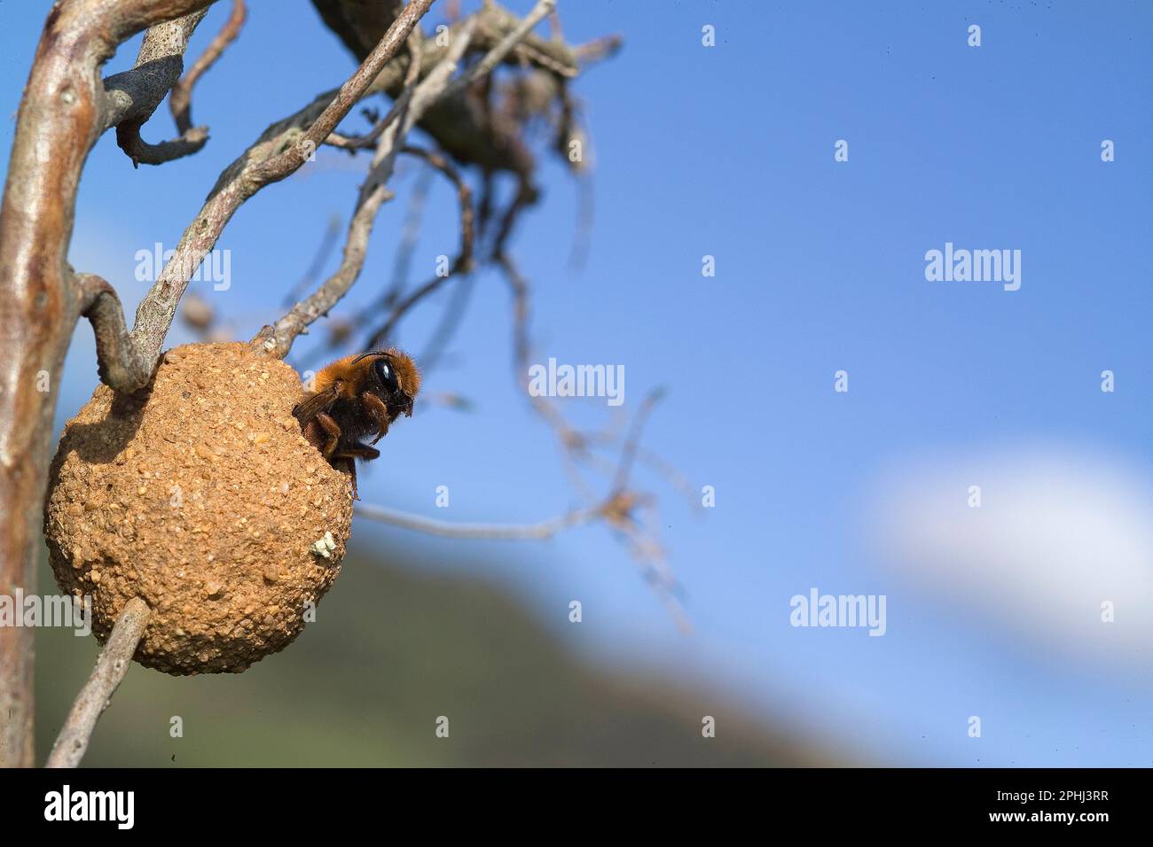 Gros plan sur une abeille bandée naissante femelle, ChalicodomaAPE solitaria che Emerge dal nido. Chalicodoma sp. Banque D'Images