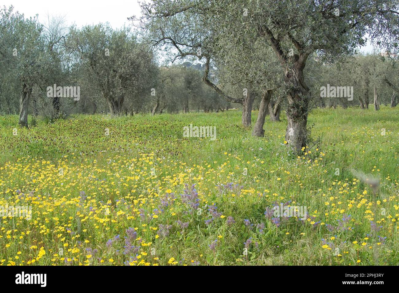 Chrysanthèmes jaunes fleuris dans une oliveraie. Sassari, Sardaigne, Italie Banque D'Images