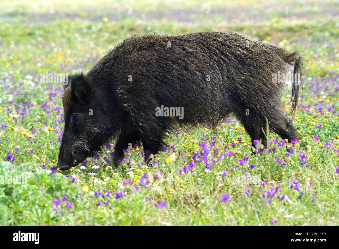 Sanglier Cinghiale (sus scrofa). Parco Nazionale dell'Asinara. Porto Torres. Sardegna. Italie Banque D'Images
