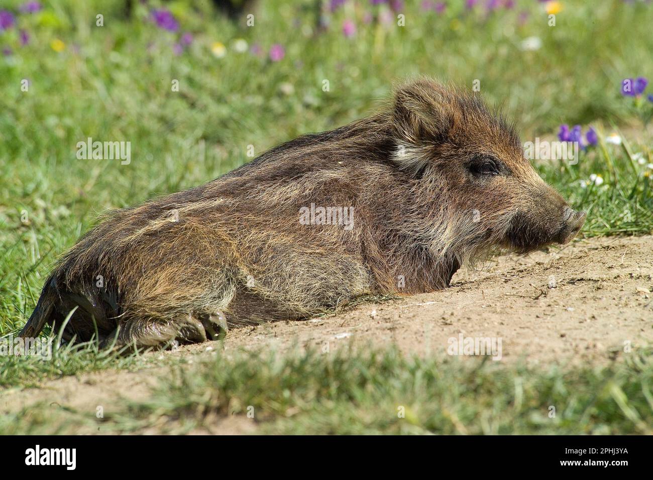 Sanglier Cinghiale (sus scrofa). Parco Nazionale dell'Asinara. Porto Torres. Sardegna. Italie Banque D'Images