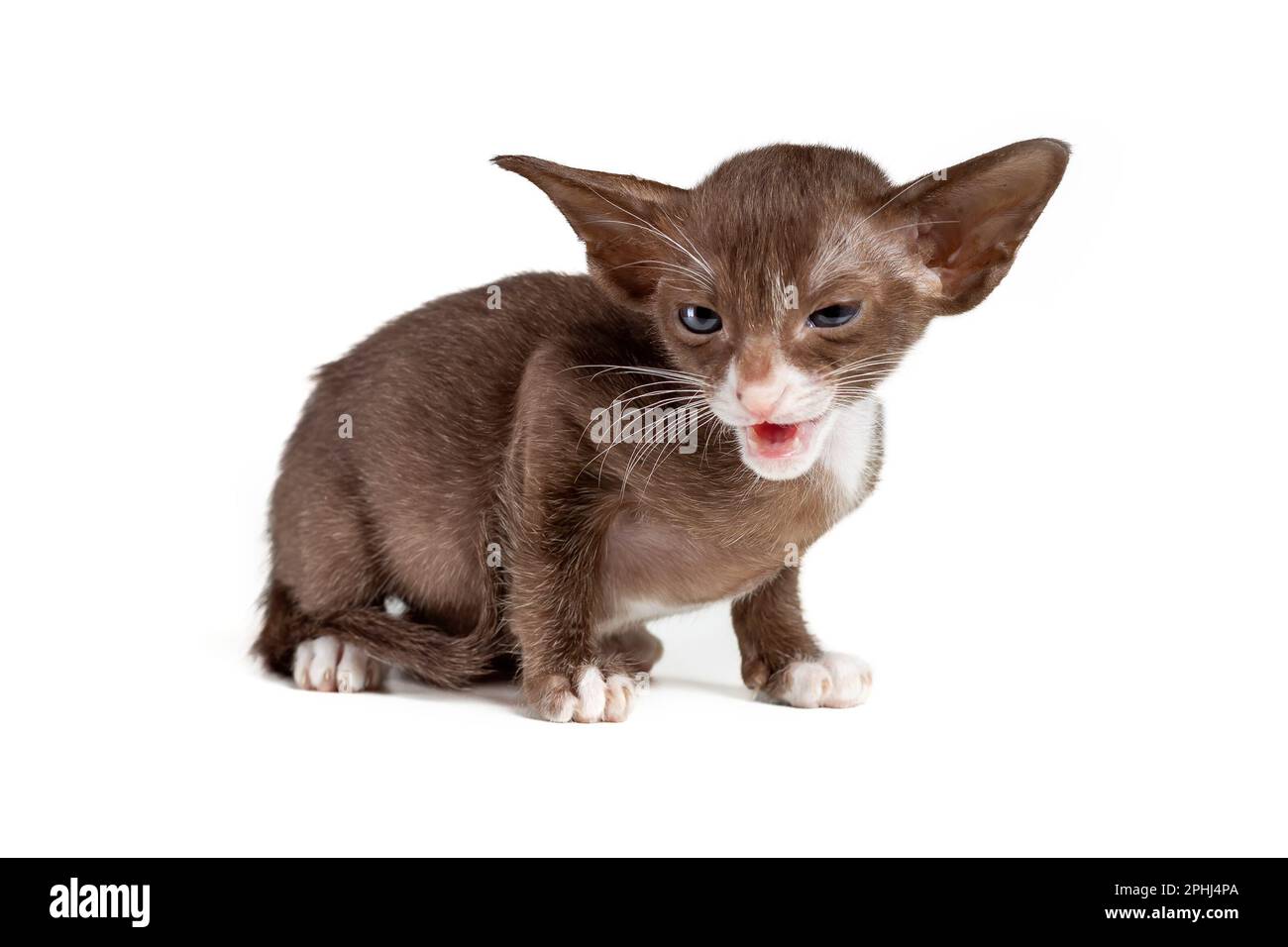 Le petit chaton en colère de la race orientale de chat blanc et brun bicolore est le mewing isolé sur fond blanc Banque D'Images